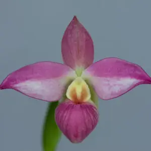 Phragmipedium Saint Oue x Besseae