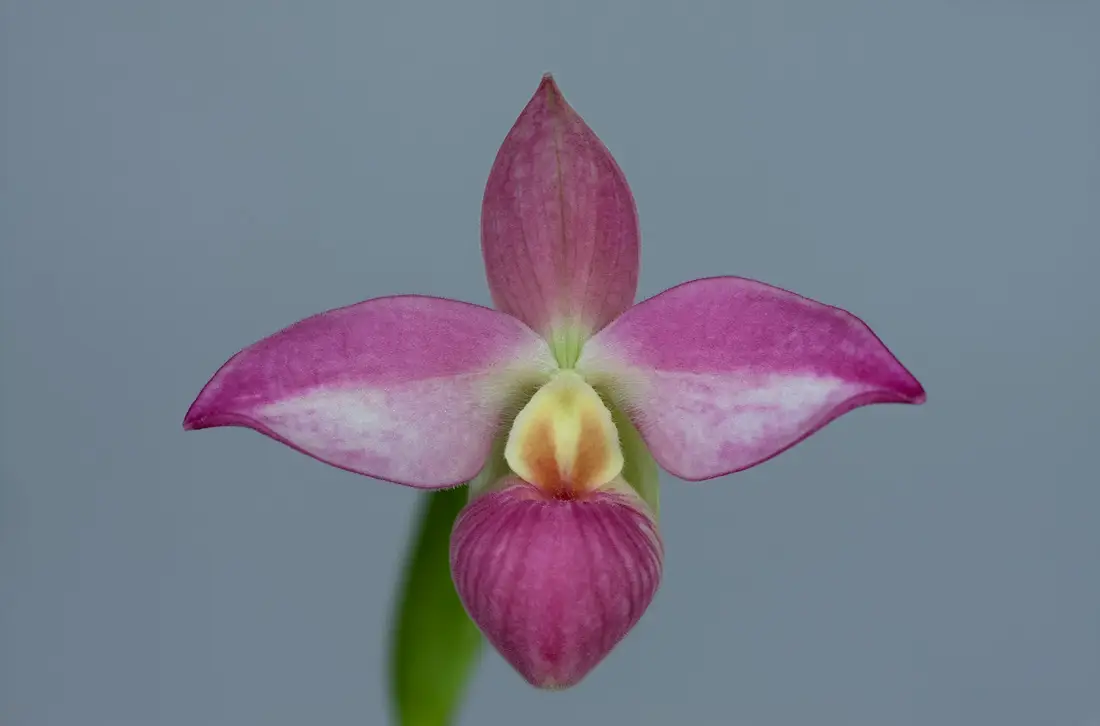 Phragmipedium Saint Oue x Besseae