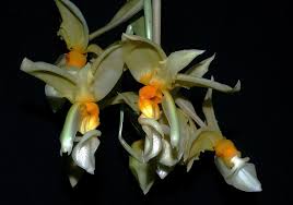 Stanhopea Graveolens