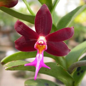 Trichoglottis Brachiata