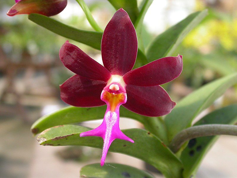 Trichoglottis Brachiata