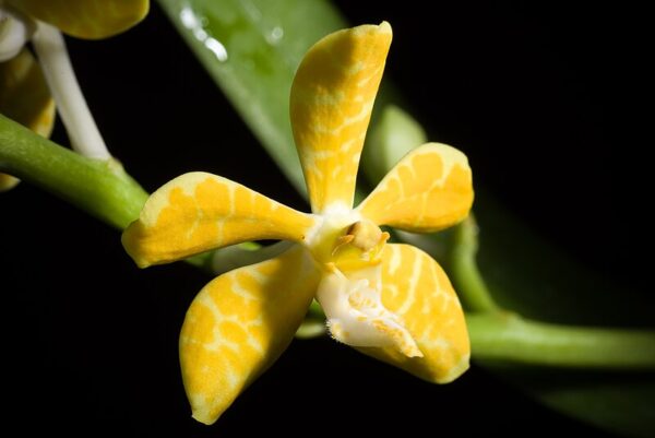 Trichoglottis Ionosma Alba