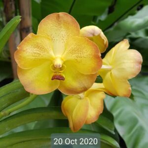 Vanda Boonyart Paste