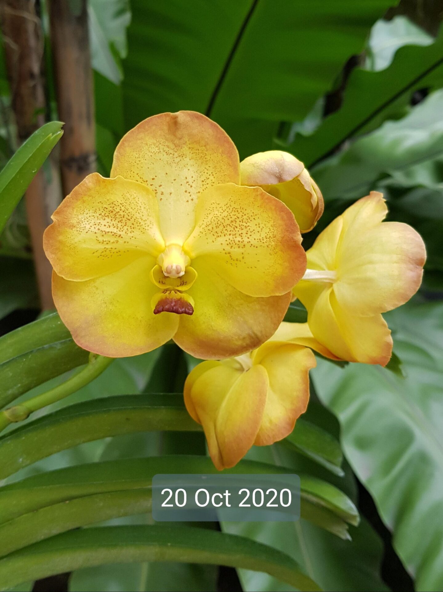 Vanda Boonyart Paste